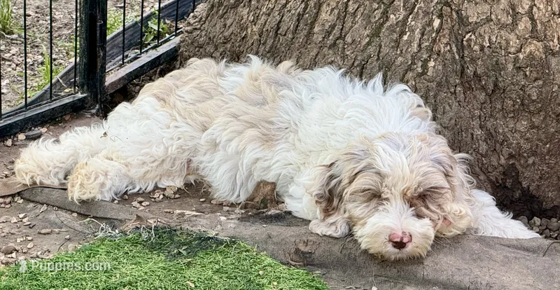 Nox  – Cockapoo puppy for sale in Republic, MO