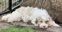 Nox , a male Cockapoo for sale in Republic, MO – 2 of 10