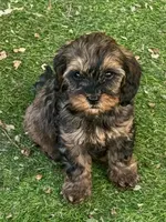 Sadie, a female Cockapoo for sale in Republic, MO – 2 of 5