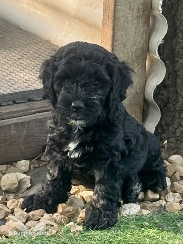 Cash – Cockapoo, Cocker Spaniel puppy for sale in Republic, MO