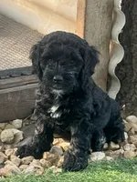 Cash, a male Cockapoo and Cocker Spaniel for sale in Republic, MO – 1 of 8