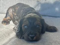 Moose, a male Cockapoo for sale in Republic, MO – Photo 5 of 5