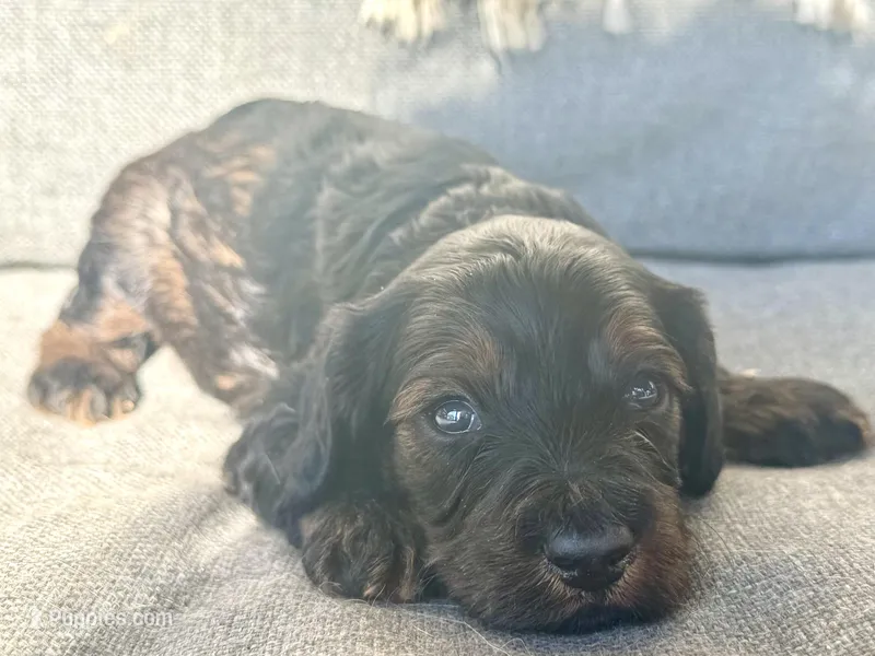 Moose – Cockapoo puppy for sale in Republic, MO