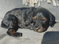 Moose, a male Cockapoo for sale in Republic, MO – Photo 4 of 5