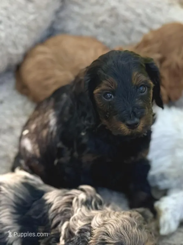 Moose – Cockapoo puppy for sale in Republic, MO