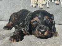 Moose, a male Cockapoo for sale in Republic, MO – Photo 2 of 5