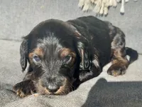 Moose, a male Cockapoo for sale in Republic, MO – Photo 3 of 5