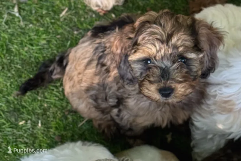 Birdie  – Cockapoo puppy for sale in Republic, MO