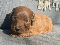 Maple, a female Cockapoo for sale in Republic, MO – Photo 2 of 3