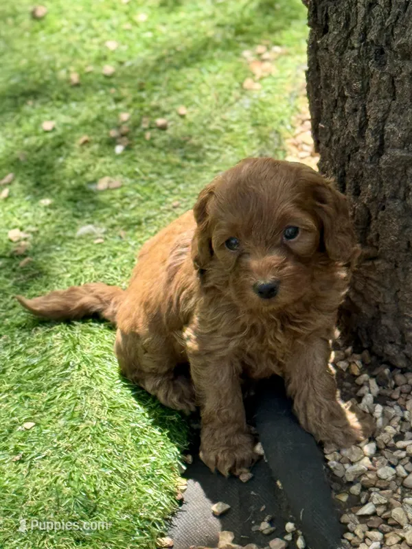 Maple – Cockapoo puppy for sale in Republic, MO