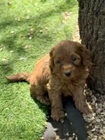 Maple, a female Cockapoo for sale in Republic, MO – 4 of 7