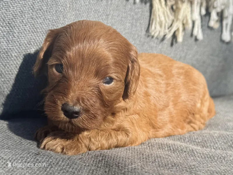 Maple – Cockapoo puppy for sale in Republic, MO