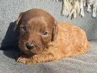 Maple, a female Cockapoo for sale in Republic, MO – Photo 1 of 3