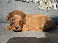 Maple, a female Cockapoo for sale in Republic, MO – Photo 3 of 3