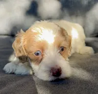 Ivy, a female Cockapoo and Cocker Spaniel for sale in Republic, MO – 2 of 4