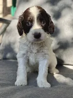 Coco, a female Cockapoo and Cocker Spaniel for sale in Republic, MO – 3 of 3