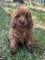 Maple, a female Cockapoo for sale in Republic, MO – 2 of 7