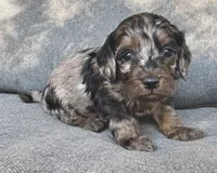 Abby, a female Cockapoo and Cocker Spaniel for sale in Republic, MO – 2 of 4