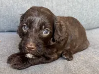 Moose, a male Cockapoo and Cocker Spaniel for sale in Republic, MO – 4 of 4