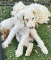 Noodle, a male Cockapoo for sale in Republic, MO – 4 of 9