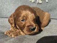 Ric, a male Cockapoo for sale in Republic, MO – Photo 3 of 3