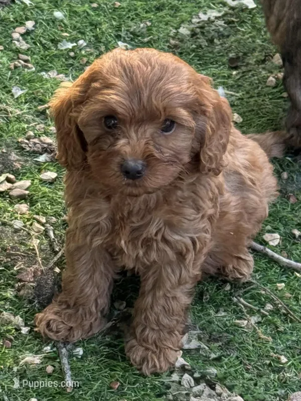 Ric – Cockapoo puppy for sale in Republic, MO