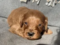 Ric, a male Cockapoo for sale in Republic, MO – Photo 2 of 3