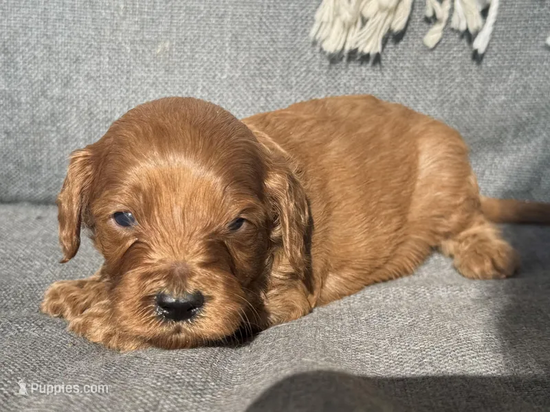Ric – Cockapoo puppy for sale in Republic, MO