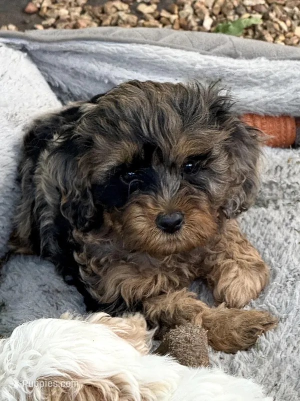 Max – Cockapoo puppy for sale in Republic, MO
