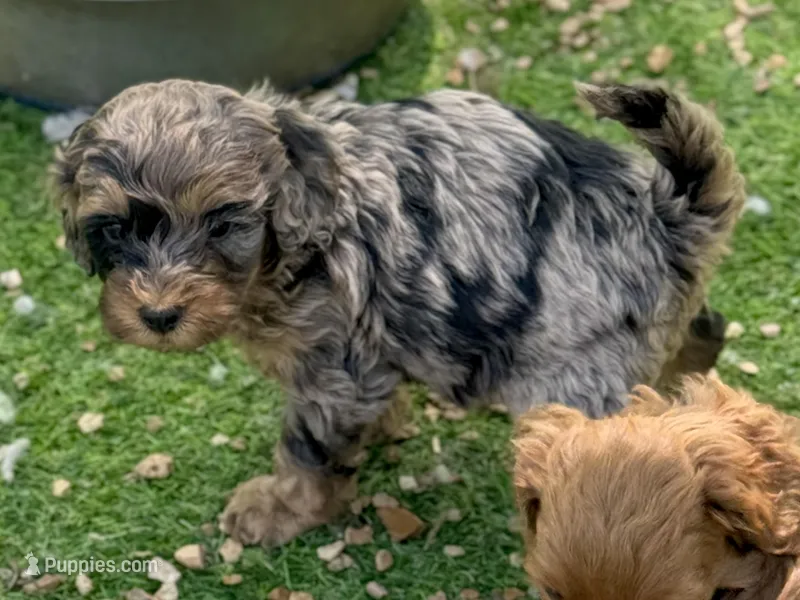 Max – Cockapoo puppy for sale in Republic, MO