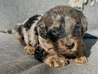Max, a male Cockapoo for sale in Republic, MO – Photo 3 of 4