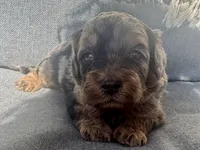 Max, a male Cockapoo for sale in Republic, MO – Photo 4 of 4
