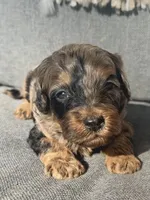 Max, a male Cockapoo for sale in Republic, MO – Photo 2 of 4