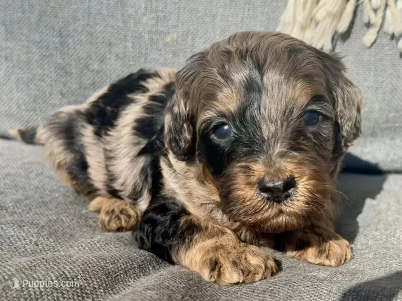 Max – Cockapoo puppy for sale in Republic, MO
