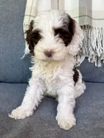 Dane, a male Cockapoo for sale in Republic, MO – Photo 4 of 8