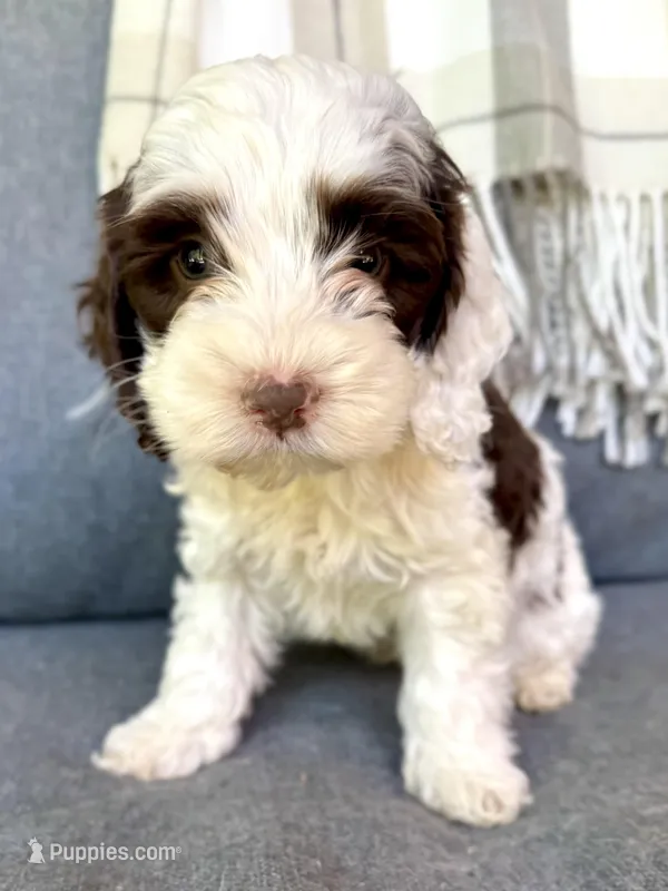 Dane (includes shipping) – Cockapoo puppy for sale in Republic, MO