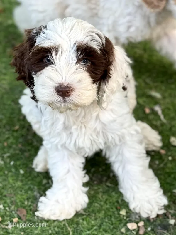 Dane – Cockapoo puppy for sale in Republic, MO
