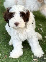 Dane, a male Cockapoo for sale in Republic, MO – 5 of 10