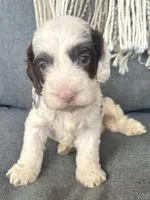 Dane (includes shipping), a male Cockapoo for sale in Republic, MO – Photo 4 of 4