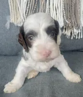 Dane (includes shipping), a male Cockapoo for sale in Republic, MO – Photo 2 of 4