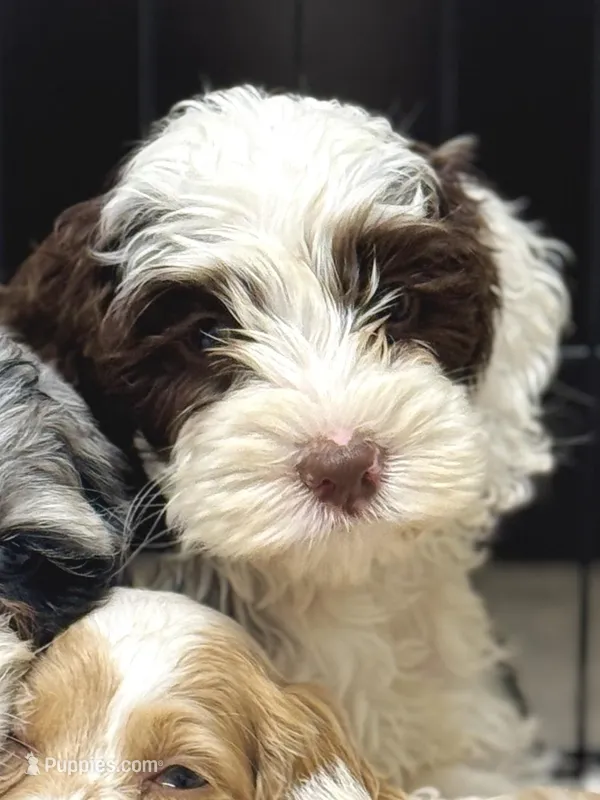 Dane – Cockapoo puppy for sale in Republic, MO