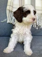 Dane, a male Cockapoo for sale in Republic, MO – Photo 3 of 8