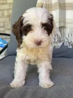 Dane, a male Cockapoo for sale in Republic, MO – Photo 2 of 8