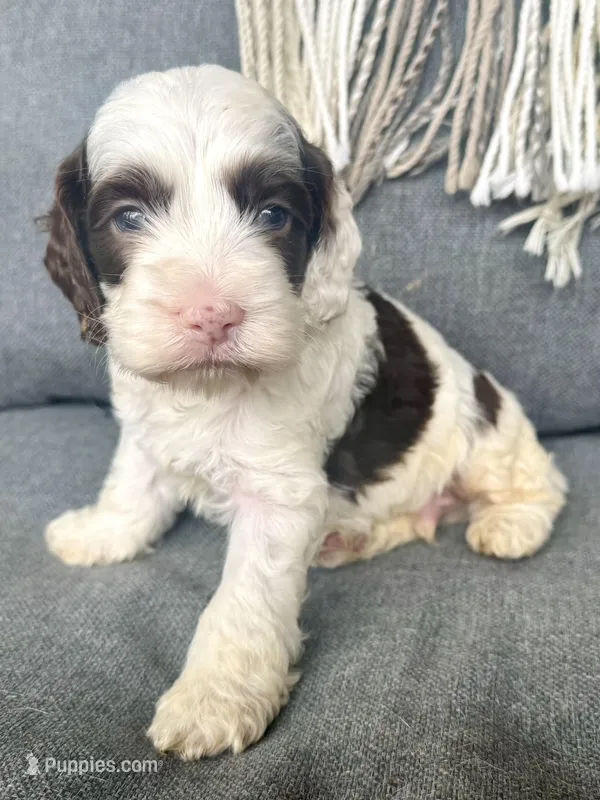Dane (includes shipping) – Cockapoo puppy for sale in Republic, MO