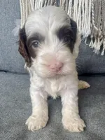 Dane (includes shipping), a male Cockapoo for sale in Republic, MO – Photo 3 of 4