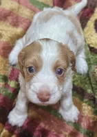 Max, a male Cockapoo for sale in Republic, MO – 3 of 3