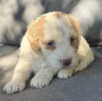 Holly, a female Cockapoo and Cocker Spaniel for sale in Republic, MO – 3 of 3