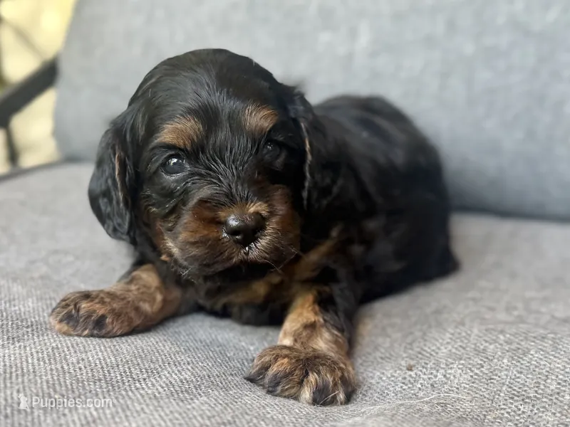 Teddy – Cavapoo puppy for sale in Republic, MO