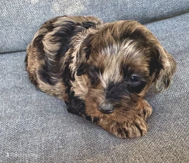 Lulu – Cockapoo, Cocker Spaniel puppy for sale in Republic, MO