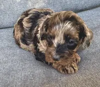 Lulu, a female Cockapoo and Cocker Spaniel for sale in Republic, MO – 1 of 4
